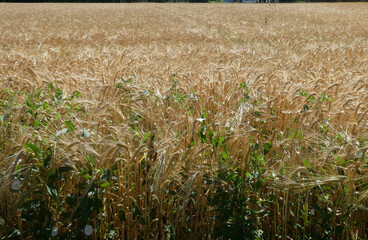 Golden wheat field in summer, nature background