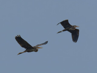 Purple Heron Ardea purpurea

Widespread in Europe, Asia, and Africa, preferring dense reed beds...