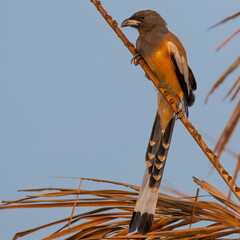 Rufous Treepie Dendrocitta vagabunda

Medium sized bird Rufous, black, and white plumage, long...