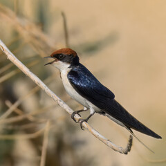 Wire-tailed Swallow Hirundo smithii

Small, elegant bird with long, wire-like tail streamers. Glossy blue plumage. Found near water bodies, catches insects in flight with swift, graceful maneuvers