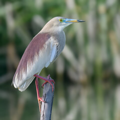 Indian Pond Heron Ardeola grayii camouflaged wetland bird Pakistan marshes paddyfields patient...