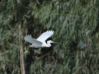 Little Egret Egretta garzetta

Small, elegant heron with all white plumage and black legs. Found in wetlands and coastal areas, feeds on fish invertebrates by wading through shallow waters