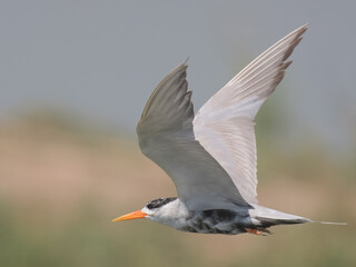Black-bellied Tern Sterna acuticauda 

“Endangered” on IUCN Red List of Threatened Birds.Small,...