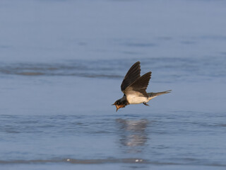 Barn Swallow Hirundo rustica

Most widespread Swallow species in World. Cosmopolitan. Small agile...
