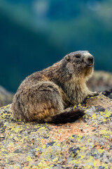 Murmeltier - Marmot - Munggen - swiss alps - switzerland - schweiz 