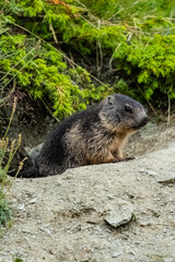 Murmeltier - Marmot - Munggen - swiss alps - switzerland - schweiz - baby marmot