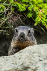 Murmeltier - Marmot - Munggen - swiss alps - switzerland - schweiz - baby marmot