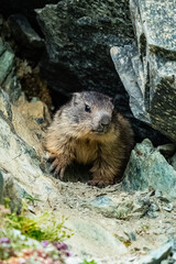 Murmeltier - Marmot - Munggen - swiss alps - switzerland - schweiz - baby marmot