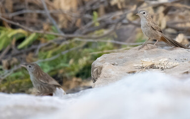 Rufous-vented Prinia Laticilla burnesii nearly endemic bird Pakistan wetlands long-tailed grassland species endangered wildlife South Asia avian biodiversity 