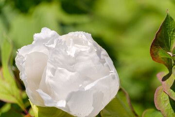 陽光を浴びて咲く白い牡丹の花