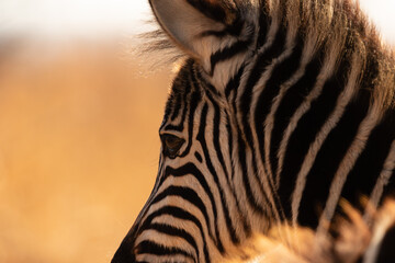 Golden hour light warms the soft features of a juvenile zebra’s head, highlighting its curious...