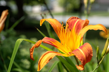 daylily