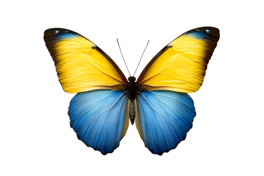 Beautiful butterfly in flag colors on a transparent isolated background for designers, marketers and IT. Popular abstraction, illustration, object, symbol, texture, still life.