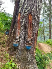 harvesting pine trees, The former method of harvesting pine trees. Raw Materials and Industrial Solvents