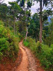 Fototapeta premium a dirt and stone path through green bushes and trees leading to the mountains
