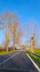 Obraz premium road in the forest