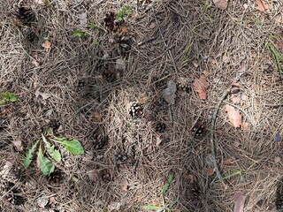 background of needles, pine cones
