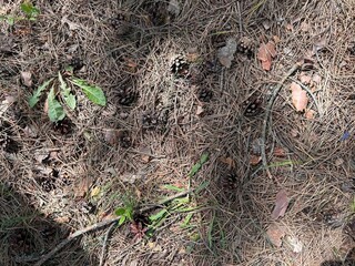 background of needles, pine cones
