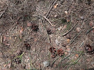 background of needles, pine cones
