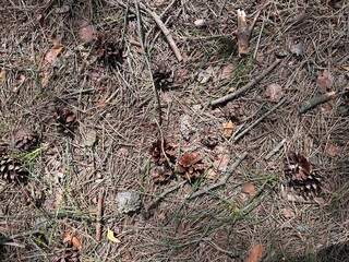 background of needles, pine cones
