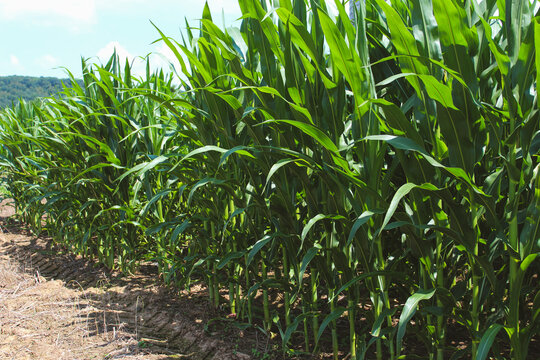 the edge of a field of corn crops isolate against hills and the sky agriculture background