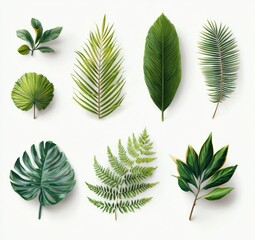 Eight vibrant, realistic depictions of tropical and subtropical foliage, isolated on a white background, showcasing diverse leaf shapes and textures