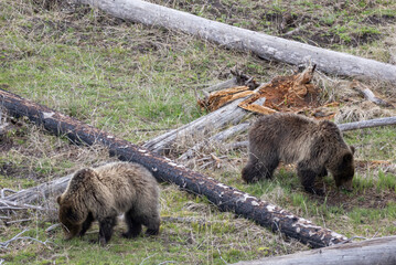 Grizzly Bears in Yellowstone National Park Wyoming in Springtime