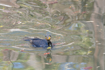 水面に浮かぶカワウとその反射