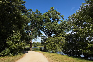Obraz premium Giant trees in castle garden in Lednice,Moravia,South Moravia,Czech republic 