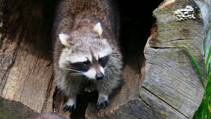Waschbär in Baumhöhle  © cagala