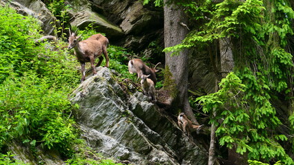 Steinböcke im Naturpark 