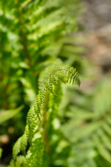 Hard shield-fern leaves - Latin name - Polystichum aculeatum