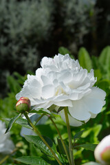 Peony white flowers - Latin name - Paeonia lactiflora Albiflora