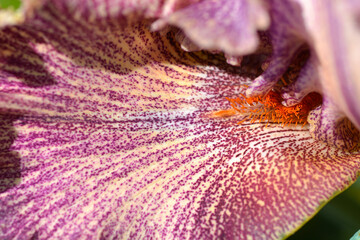 Tall bearded iris flower detail - Latin name - Iris Queen in Calico
