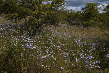 Meadow on Lisci vrch at Muslov near Mikulov, Moravia, Czech republic, Europe
