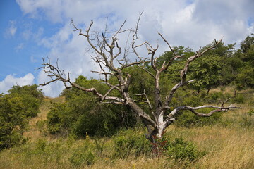 Dead tree at Lisci vrch at Muslov near Mikulov, Moravia, Czech republic, Europe
