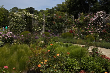 Rosarium in Doblhoff Park in Baden near Vienna, Lower Austria, Austria
