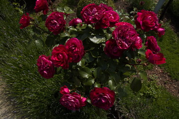 Rosarium in Doblhoff Park in Baden near Vienna, Lower Austria, Austria
