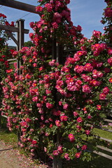 Rosarium in Doblhoff Park in Baden near Vienna, Lower Austria, Austria
