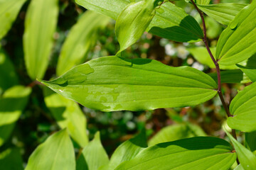 False Solomons seal leaves - Latin name - Maianthemum racemosum
