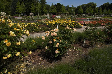 Rosarium in Doblhoff Park in Baden near Vienna, Lower Austria, Austria
