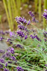 lavender flowers in the garden