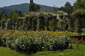 Rosarium in Doblhoff Park in Baden near Vienna, Lower Austria, Austria
