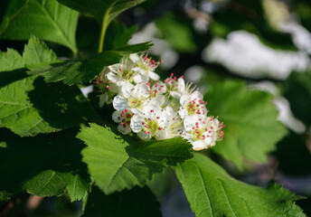 White blossoms Siberian Hawthorn with red stamens in sunlight