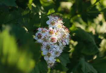 White blossoms Siberian Hawthorn with red stamens in sunlight