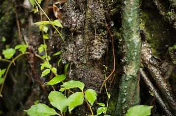summer, 夏のある日