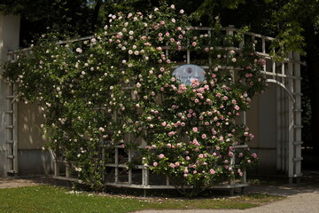 Rosarium in Doblhoff Park in Baden near Vienna, Lower Austria, Austria
