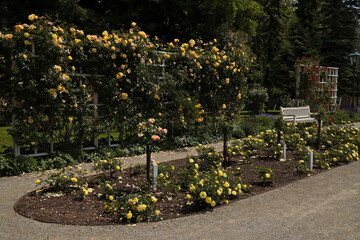 Rosarium in Doblhoff Park in Baden near Vienna, Lower Austria, Austria
