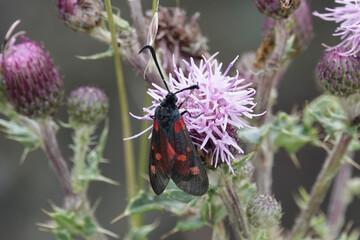 A Narrow-bordered Five-spot Burnet moth (Zygaena lonicerae) feeding on thistle