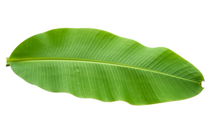 Obraz premium tree leaf on white background,